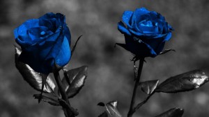 Blue-Rose-Wallpaper-1080x607