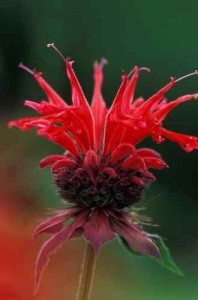 rubyredmonardabeebalm