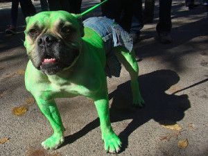 hulkdog