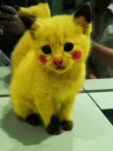 pikachucat