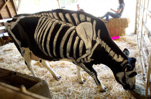 skeletoncow